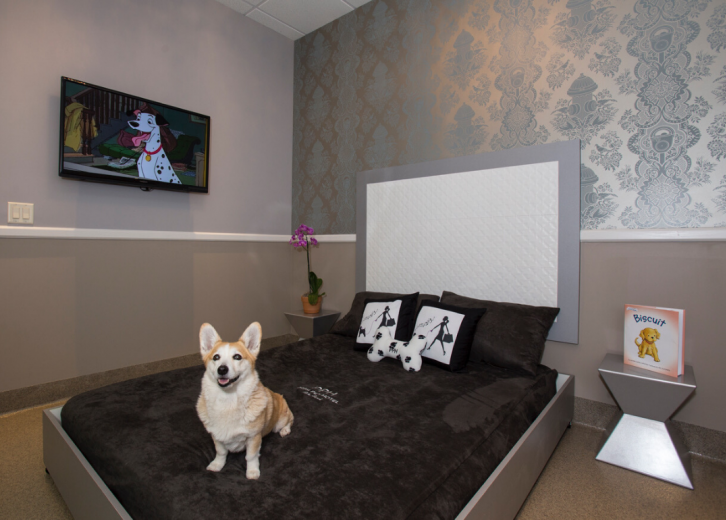 pampered pup luxury pet resort