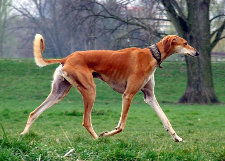 10 least obedient dog breeds deals
