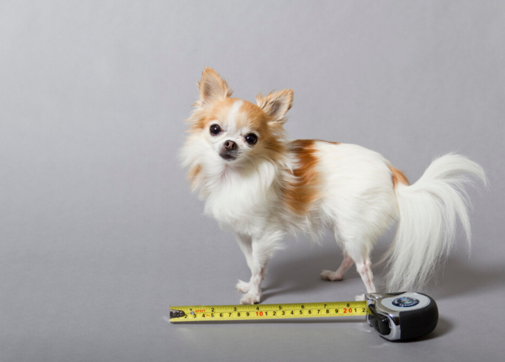 smallest dog in the world 2017