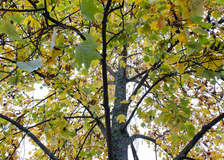 Do you know Tennessee's official state symbols? Stacker