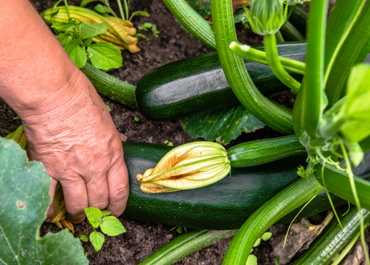 Most valuable crops grown in North Carolina Stacker