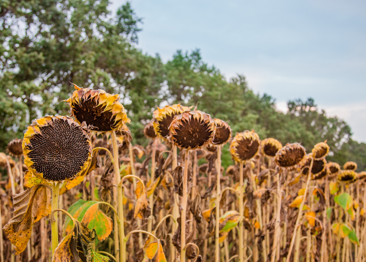 most-valuable-crops-grown-in-texas-stacker