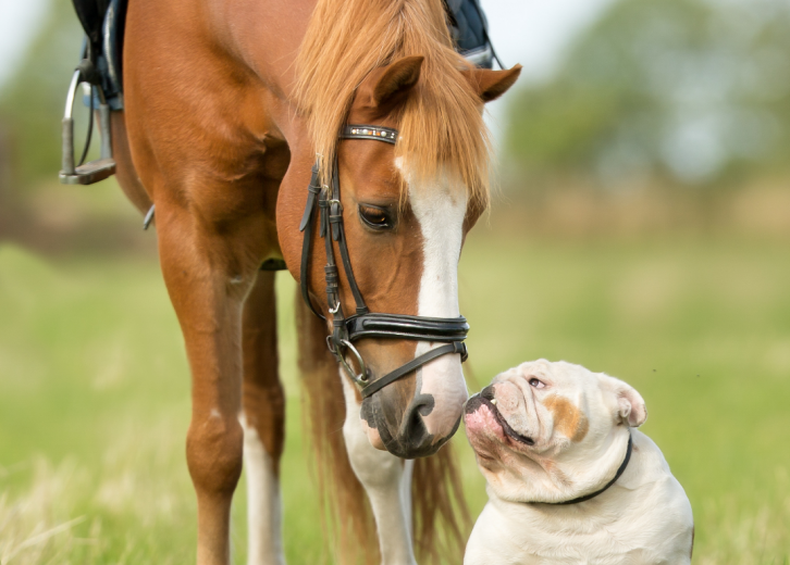 50-photos-that-show-companionship-in-the-animal-kingdom-stacker