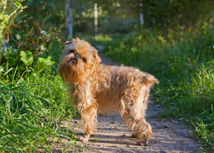 first most popular dog breed by registrations