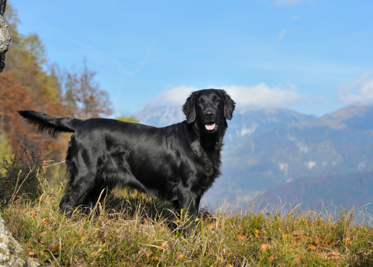 flat coated retriever poodle mix