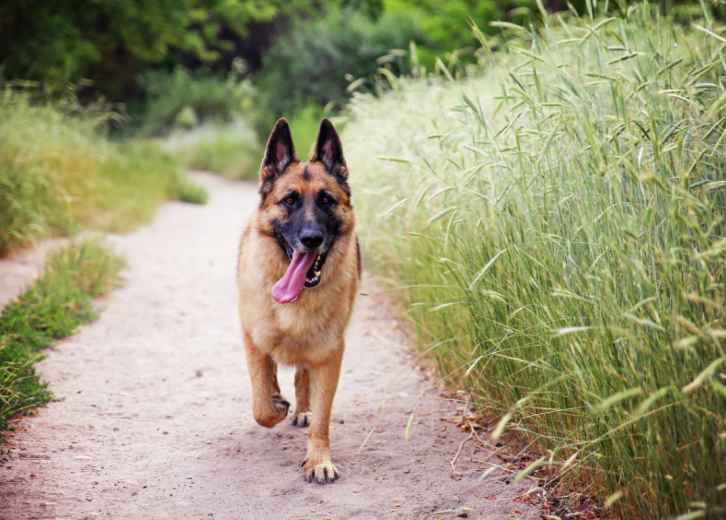 akc most popular dog breeds 2019