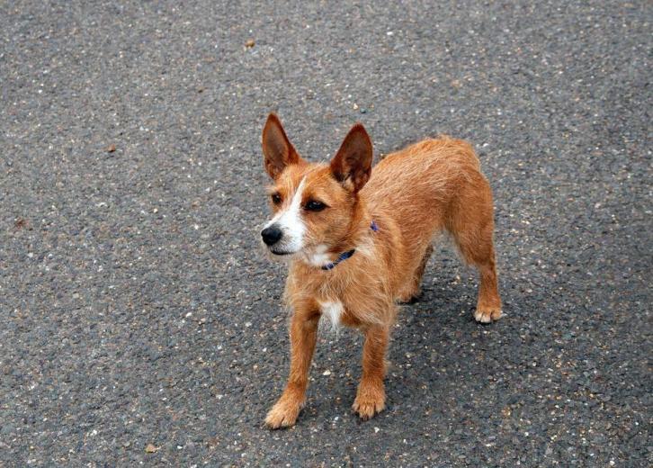 Least popular dog breeds in america stacker