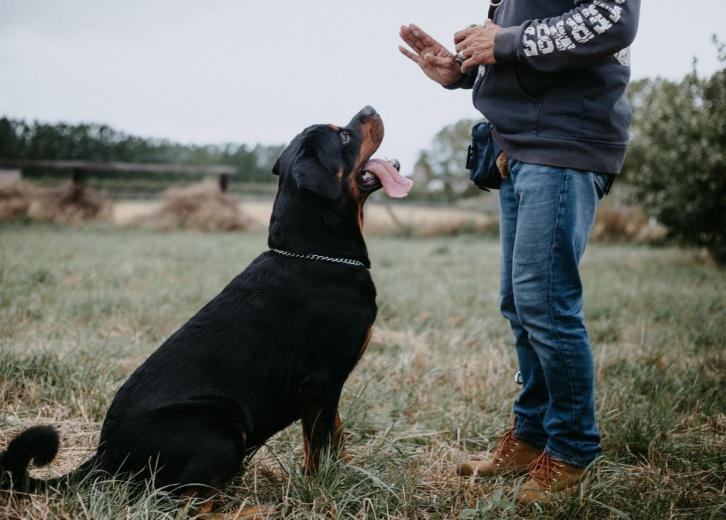 good guard dogs for first time owners