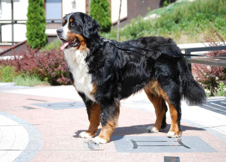 bernese mountain dog webbed feet