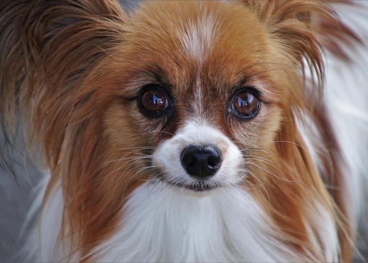 most popular small dog breeds
