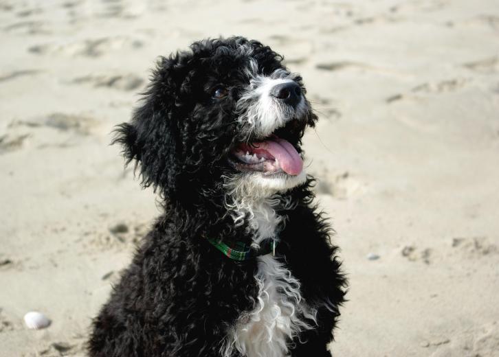 popular dogs for families