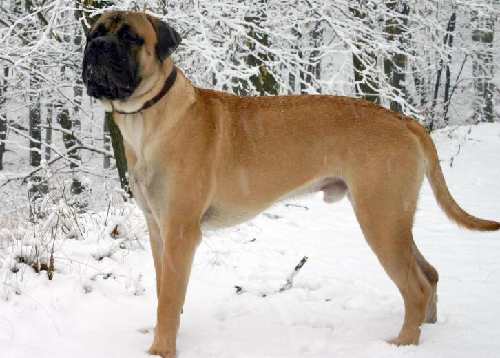 biggest bullmastiff