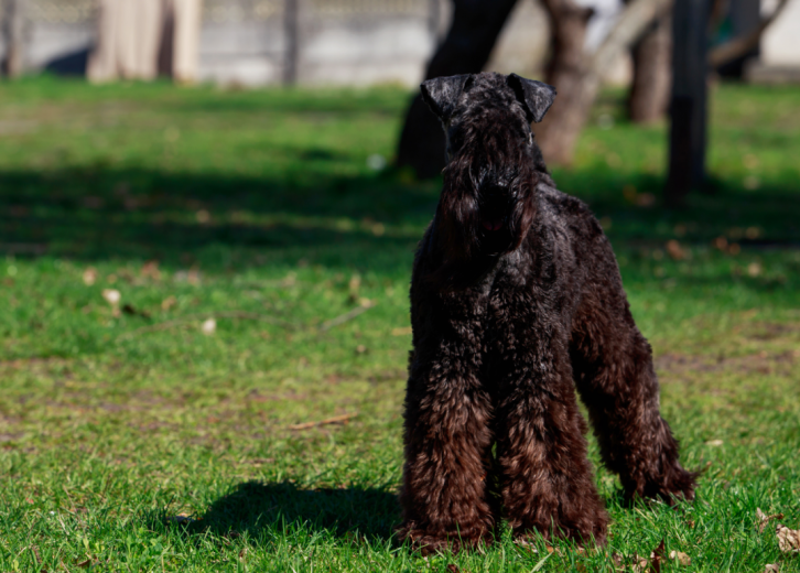 irish terrier shedding