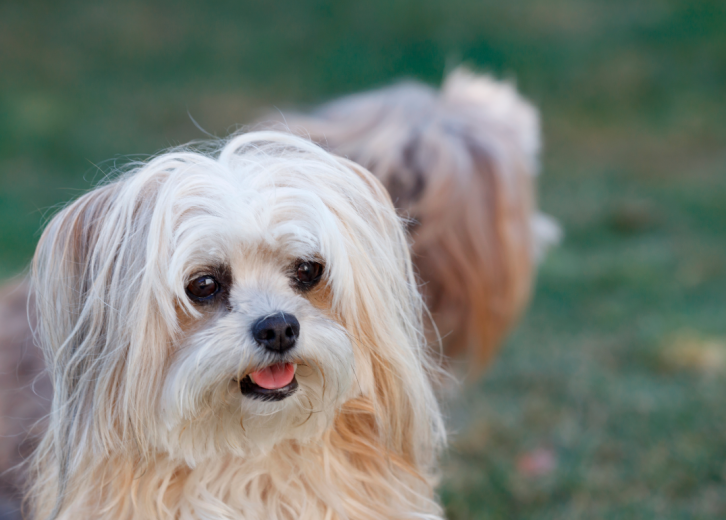 top dog breeds that dont shed