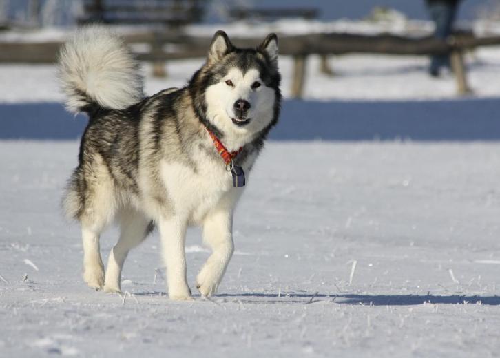 types of dogs that look like huskies