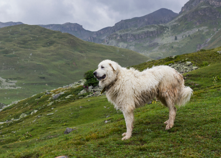 do great pyrenees have webbed feet