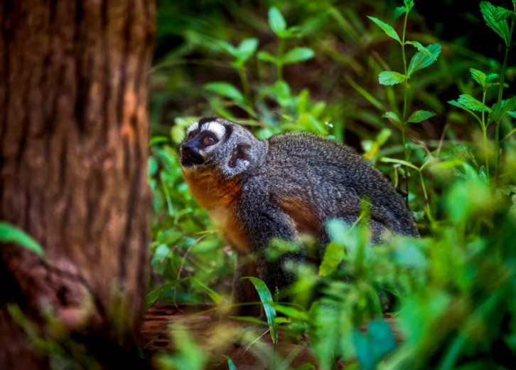 50 Endangered Species That Only Live In The Amazon Rainforest Stacker