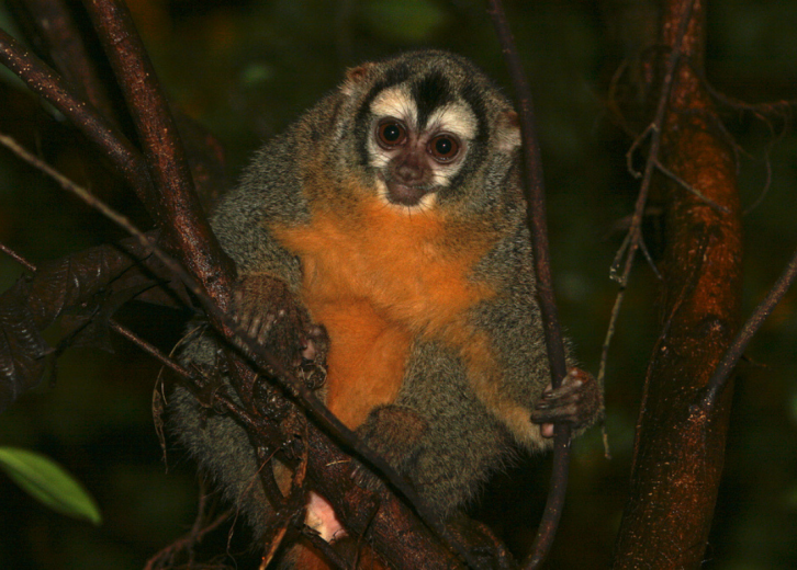 50 Endangered Species that Only Live in the Amazon Rainforest Stacker