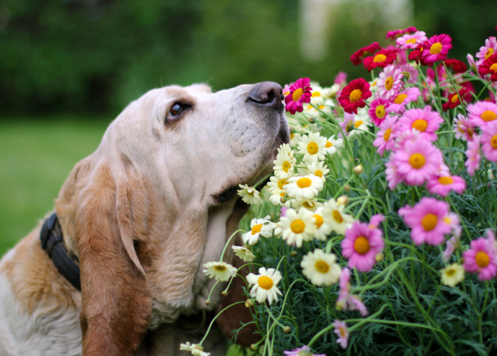 fascinating facts about dogs