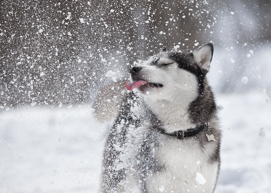 what kind of dogs were used in snow dogs