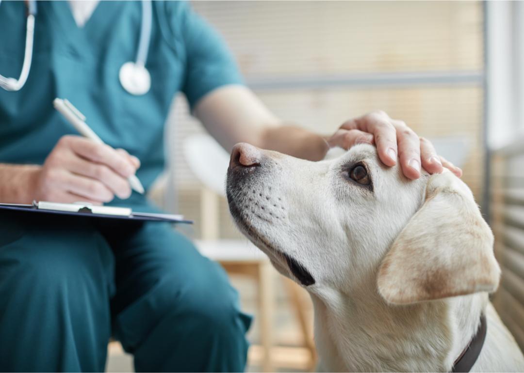 Veterinarian with Labrador dog