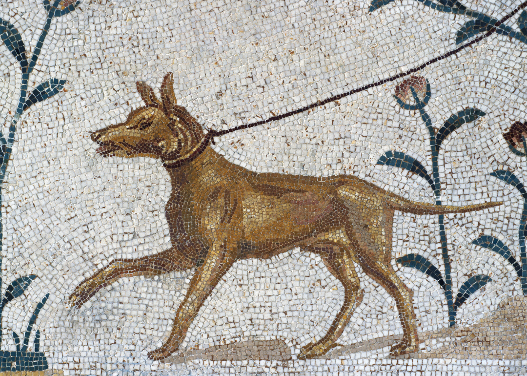 Dog on a leash mosaic