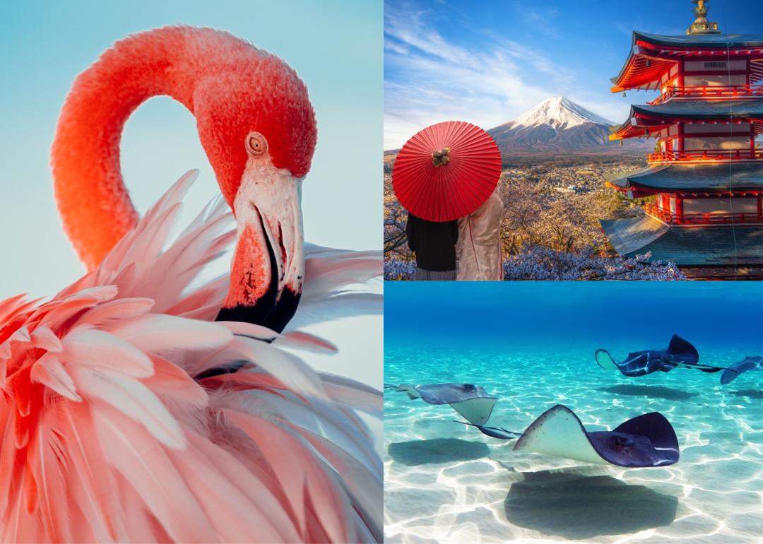 Flamingo in Aruba; pagoda with cherry blossoms and Mount Fuji background; and stingrays swimming.