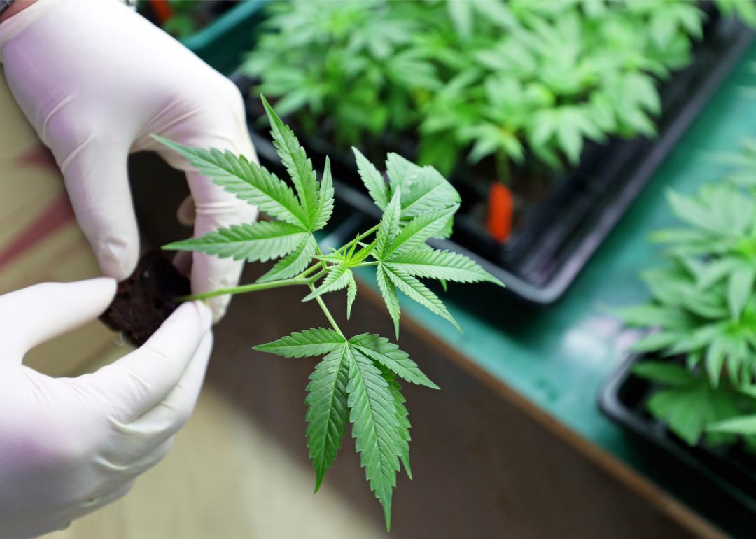 Hand holding small cannabis plant