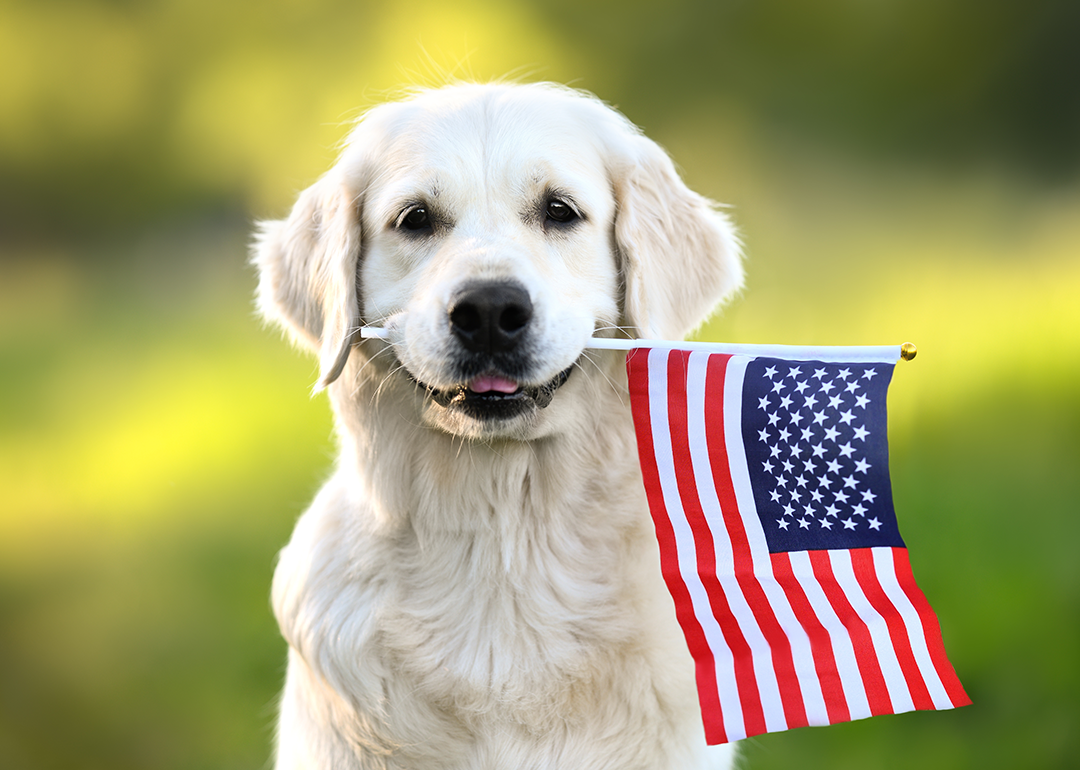 Golden Retriever holding American flag in mouth.