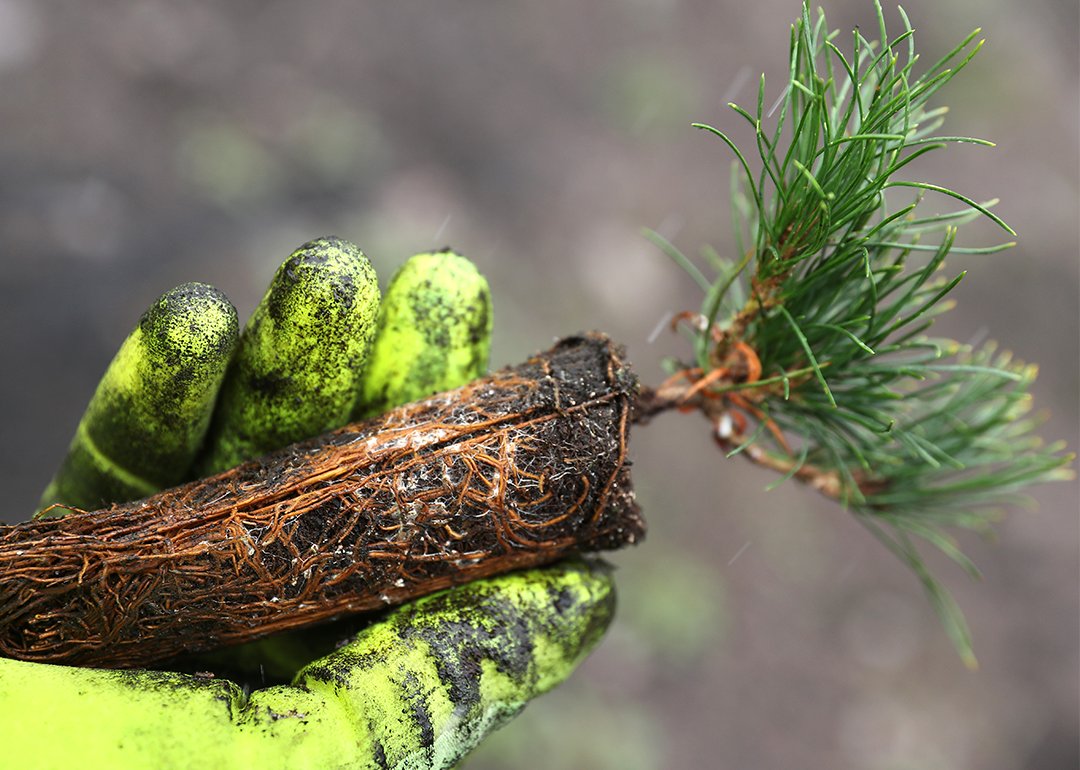 NPS nursery crew member holds a white bark pine seedling in a bright-yellow gloved hand.