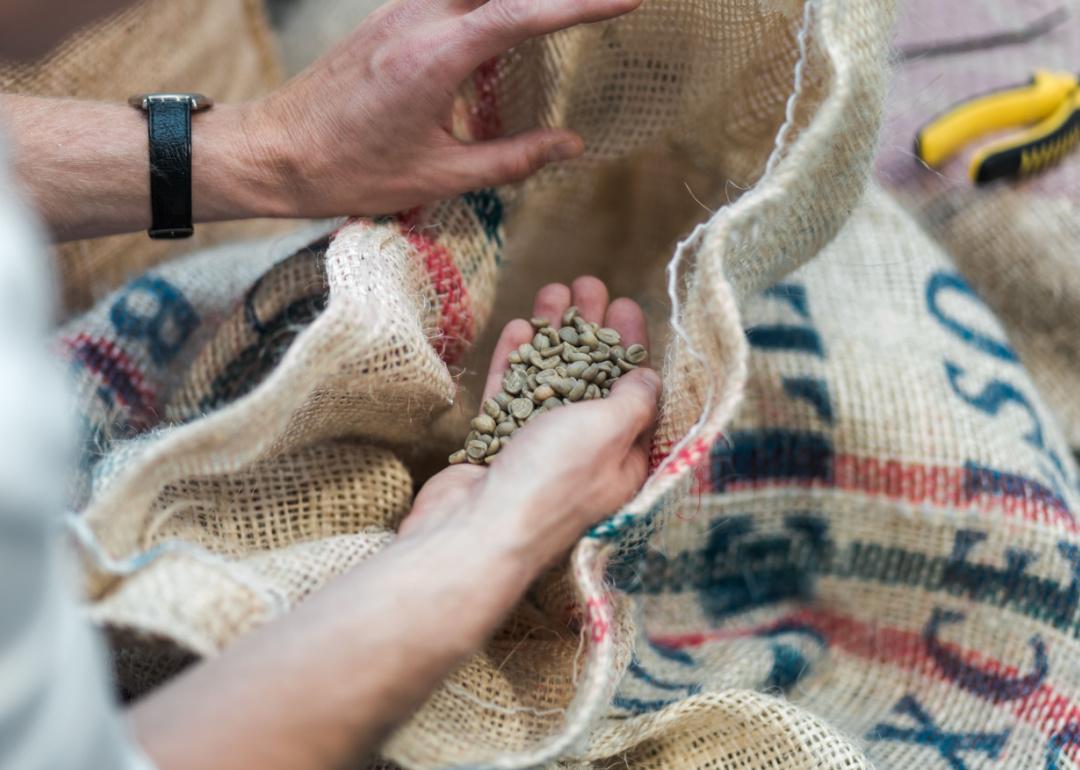 Coffee roaster hand selecting raw coffee beans.