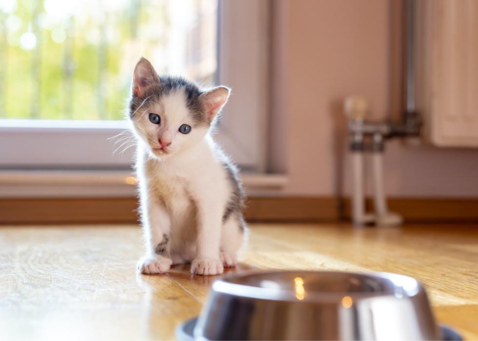 Kittens Available for Adoption in Louisville Stacker