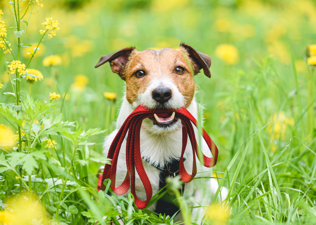 Dog in grass with leash