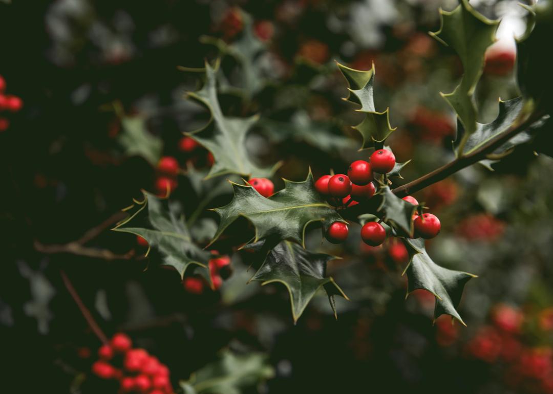 Holly Springs Ms Christmas Parade For 2022 Holly Springs: A Town In Mississippi Or Just Festive Vocabulary? | Stacker