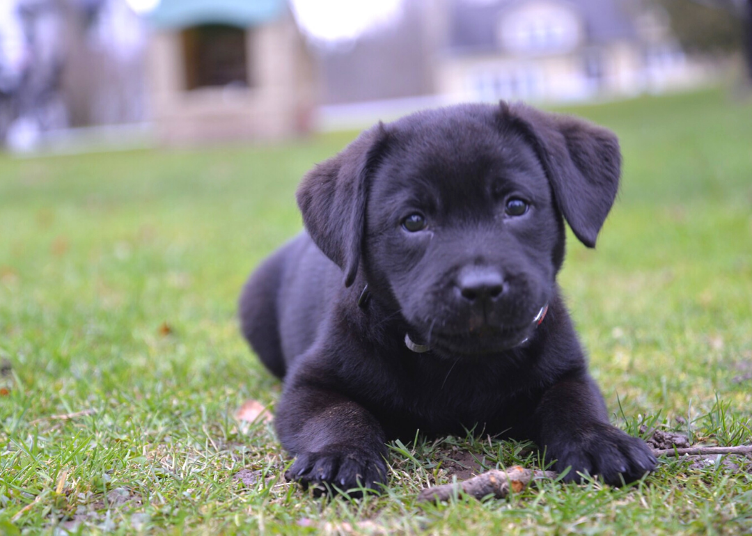 What America&#39;s Most Popular Dog Breeds Look Like As Puppies | Stacker