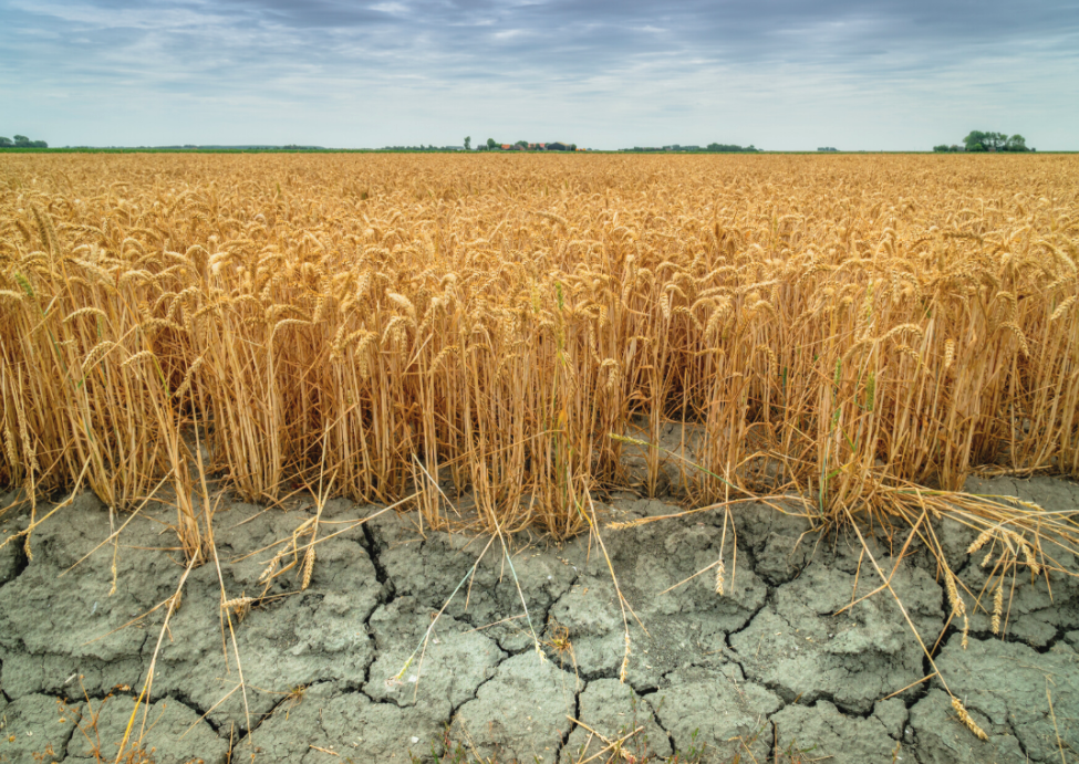 Why Great Plains agriculture is particularly vulnerable to drought