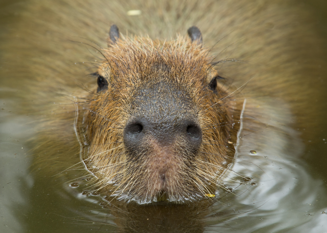 A capybara, the world's largest rodent