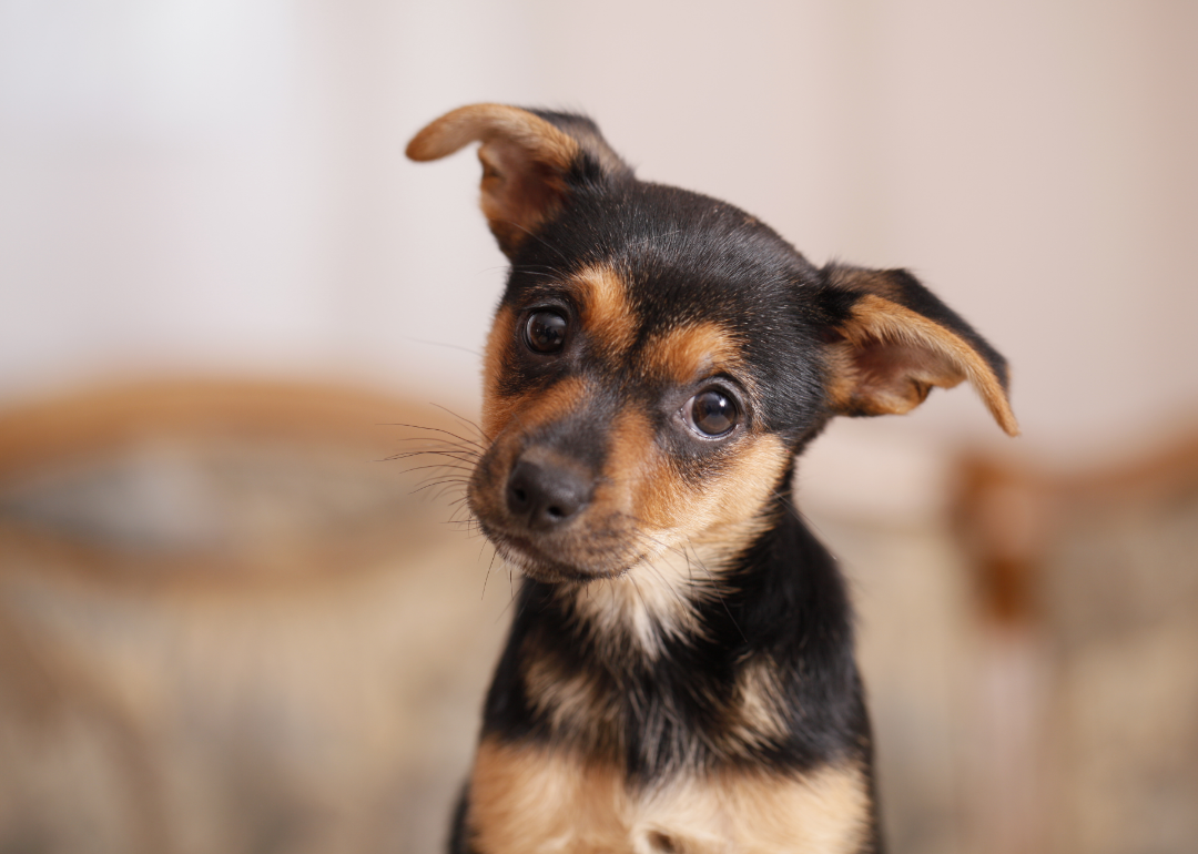 Miniature pinscher puppy