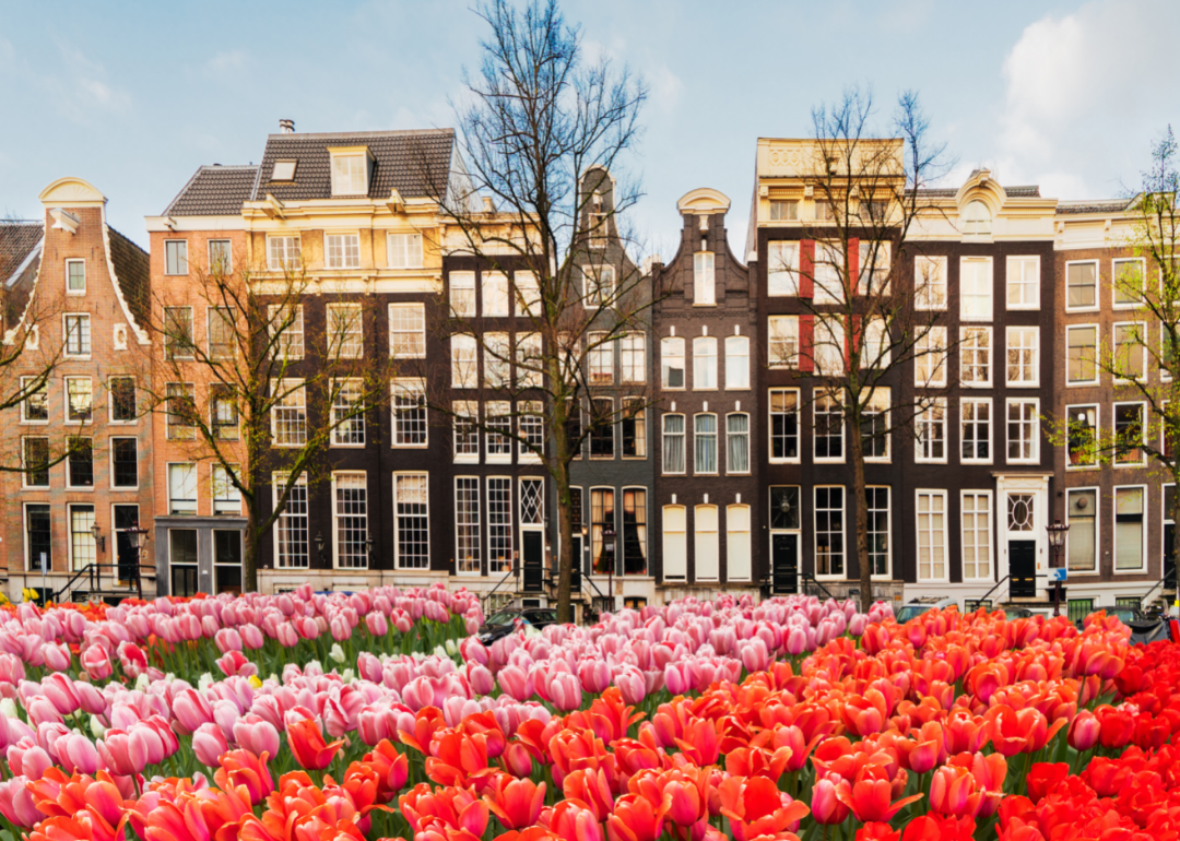 Houses of Amsterdam, Netherlands with tulips in the foreground