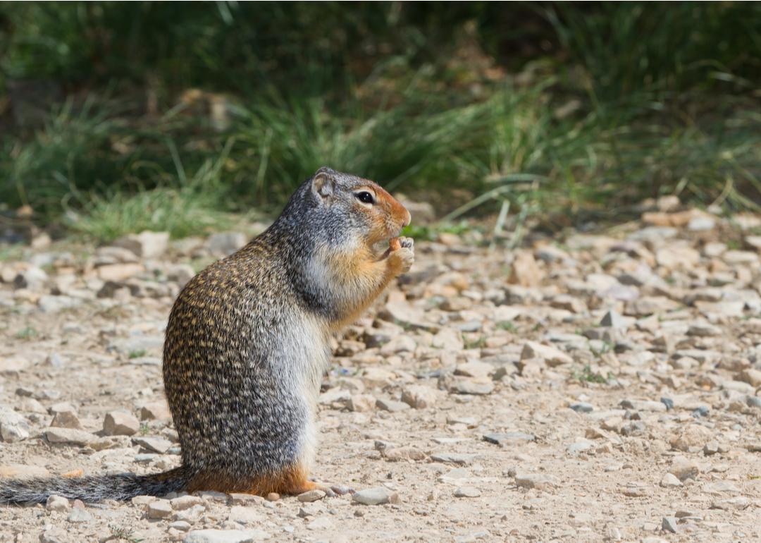 ground squirrel eating nuts on a dirt road in northern Idaho