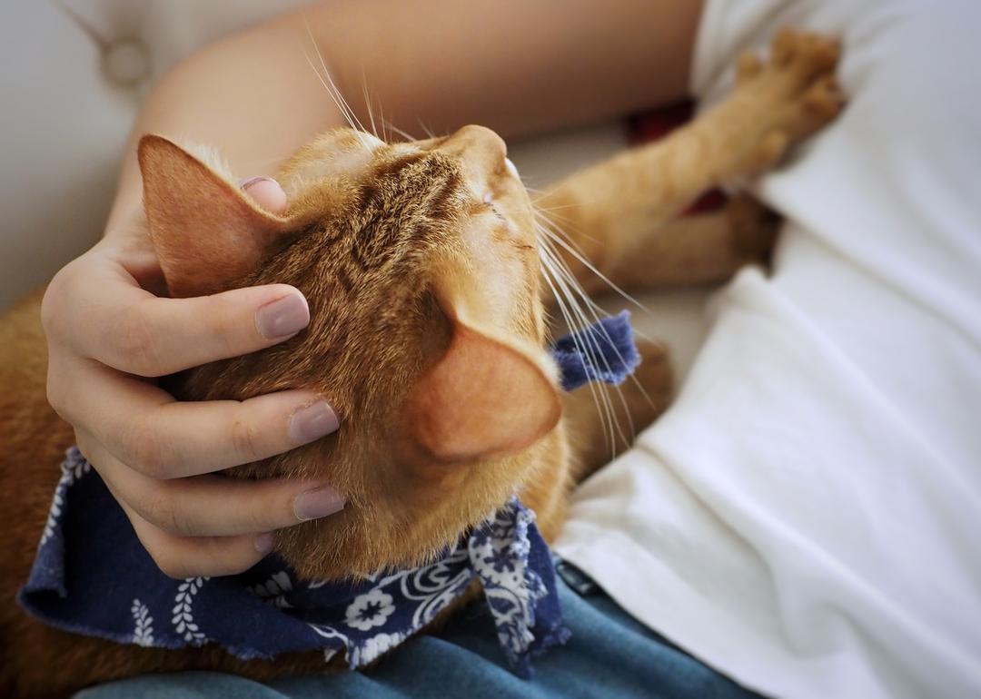 Orange tabby cat kneads owner