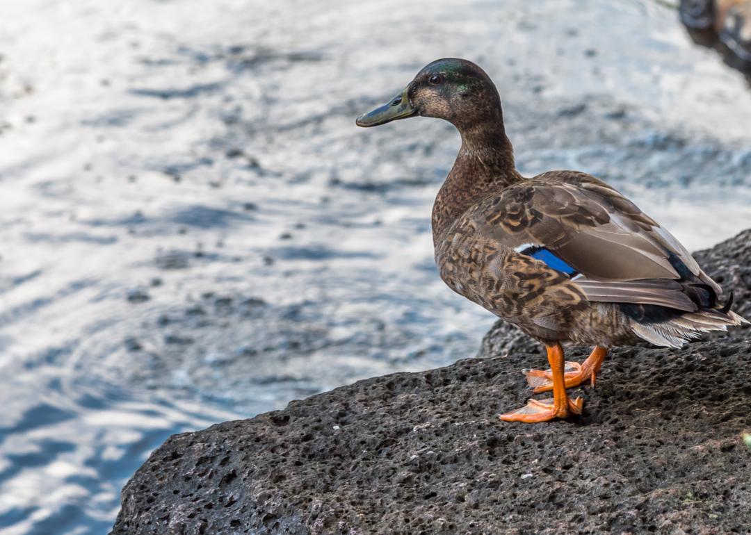 An endangered Hawaiian koloa duck overlooking his pond in Hawaii