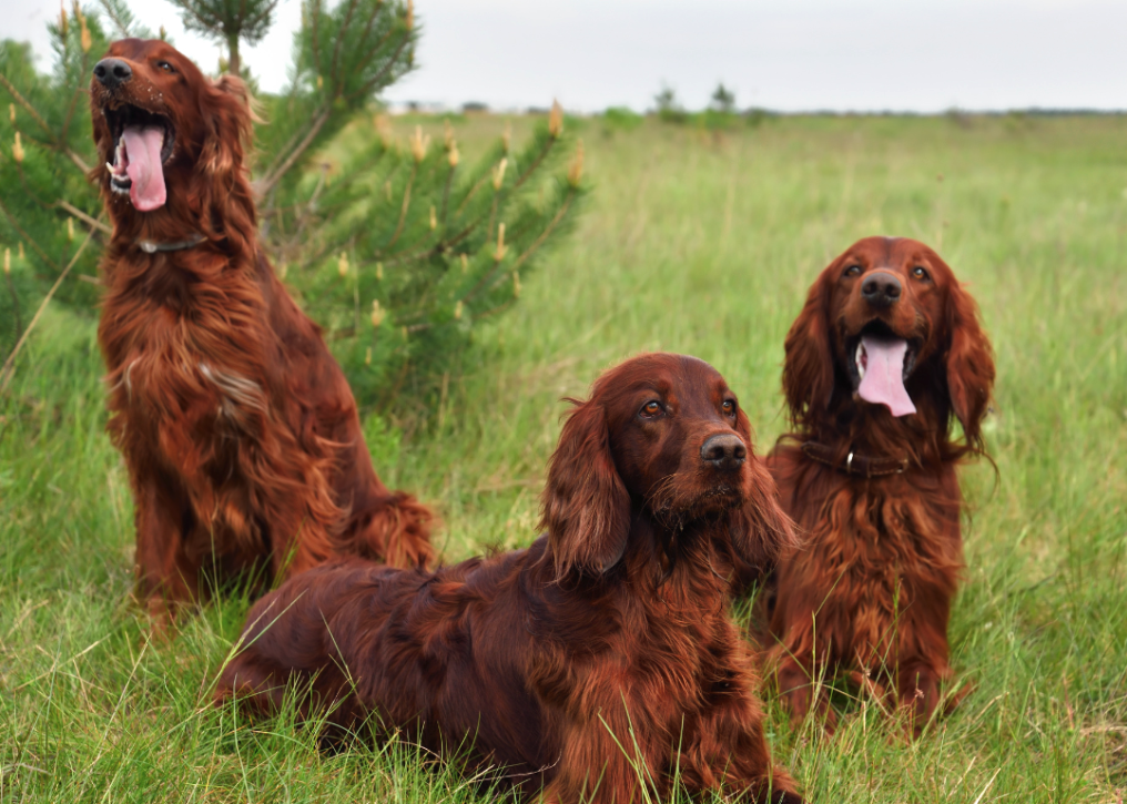 Three Irish Setters sitting in the grass