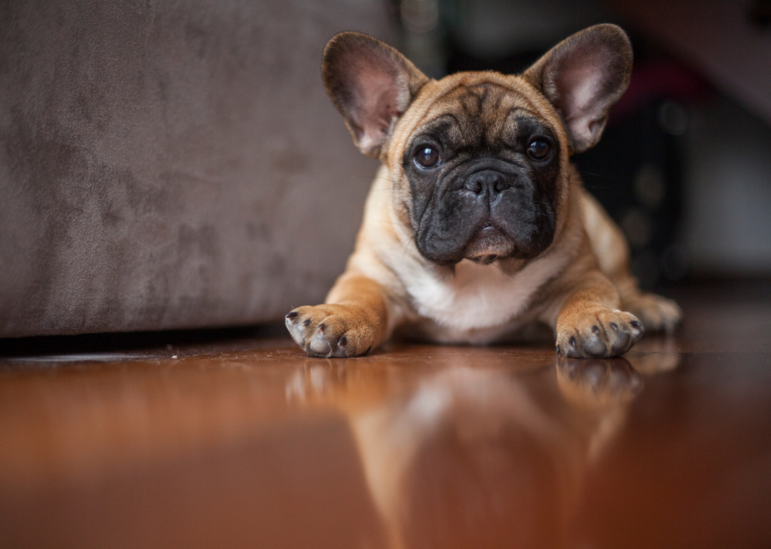 French bulldog puppy on dark wood floor.