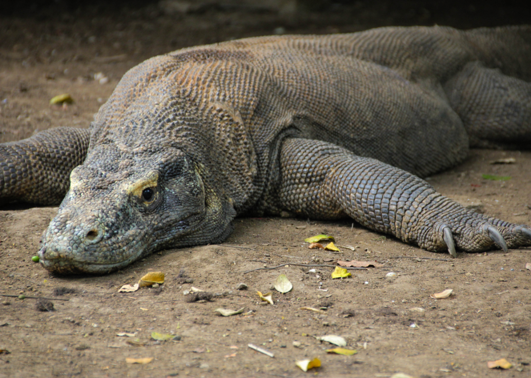 A Komodo dragon, the world's largest lizard