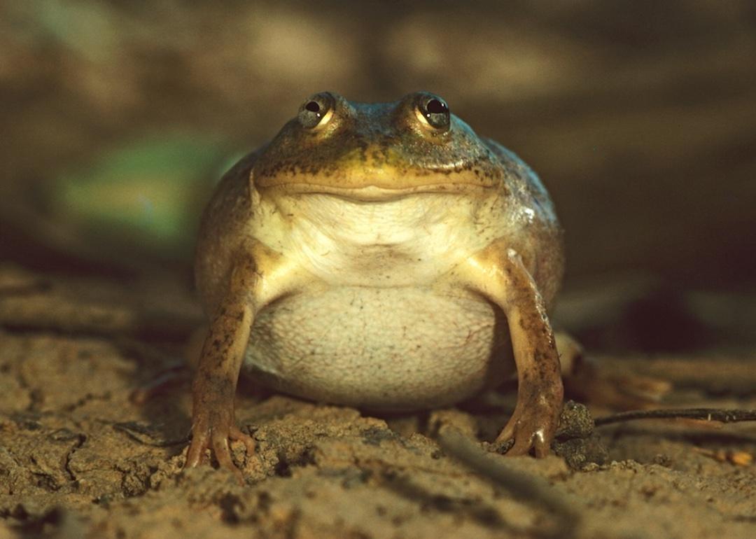 Closeup of a water-holding frog, which can live underground for a long time by storing water in its body.
