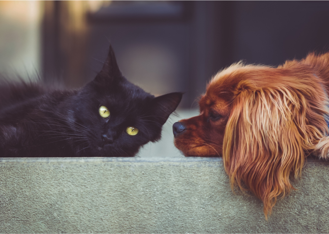 Black cat and brown dog stare at each other while laying on a couch.