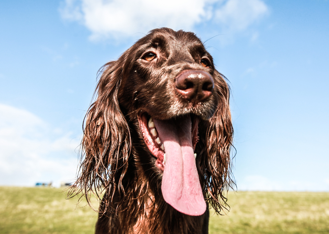 A cocker spaniel in a field with his tongue hanging out.