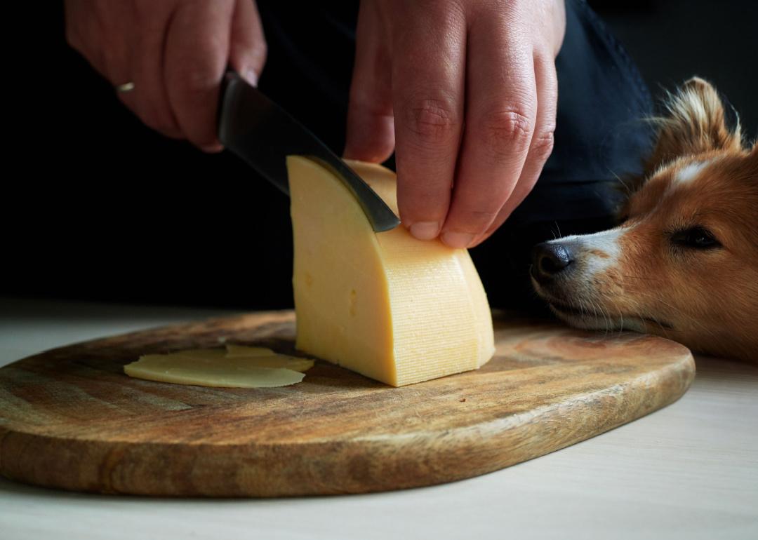 Dog is trying to steal cheese from the table as owner slices it.