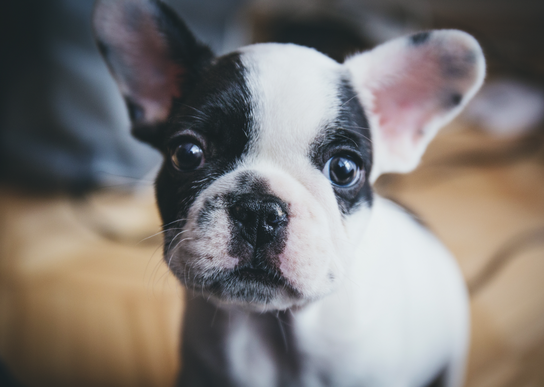 French bulldog puppy in focus with a couch out of focus behind it.